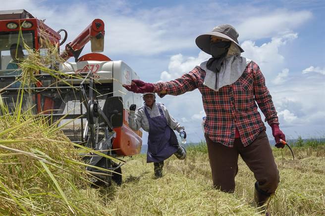 越配陳式凰（右）吃苦耐勞，除了在工坊編織香蕉絲，工作之餘還與丈夫朱永靜耕種1.2甲的稻田。（黃子明攝）
