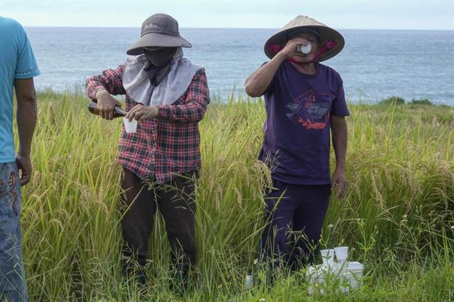 越配陳氏凰（左）與丈夫朱永靜（右）收割稻穀前，依照噶瑪蘭族習俗，在田埂祭拜祖靈。（黃子明攝）★《中時新聞網》關心您：飲酒過量，有礙健康。酒後不開車，安全有保障！