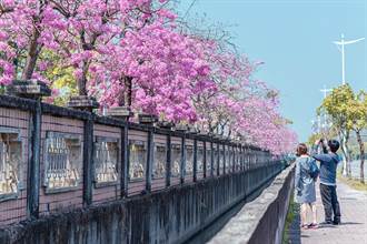 嘉義市洋紅風鈴木盛開 漫步花牆感受「花花世界」