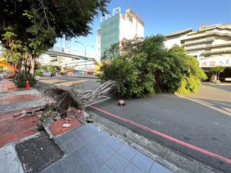 注意強風！台中路樹連根拔起倒塌 3路人遭壓傷送醫