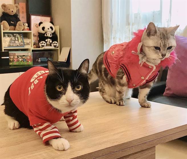 趙詠華為愛貓做新年裝扮。（全民大劇團提供）