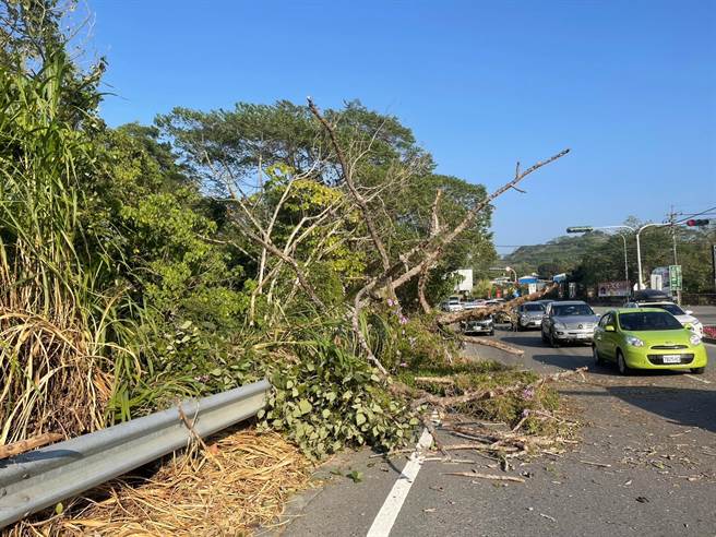 台南市24日一早刮起強風，白河區市道172線、接近國道3號白河交流道北上東側匝道口，下午發生路樹倒塌意外。（讀者提供／張毓翎台南傳真）