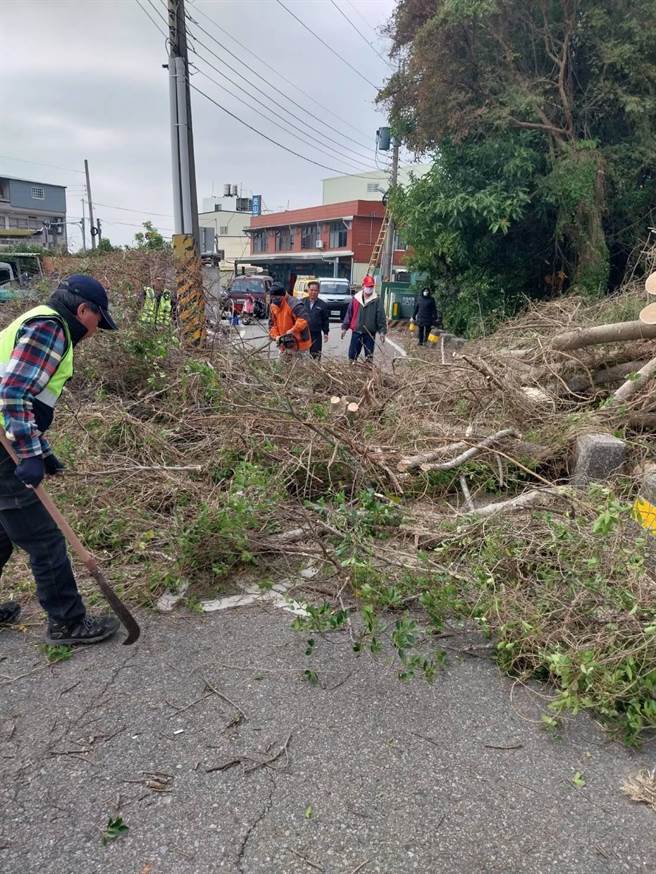 苗栗县通霄救难协会、义警及民防到现场协助锯树。（通霄警分局提供／李京升苗栗传真）