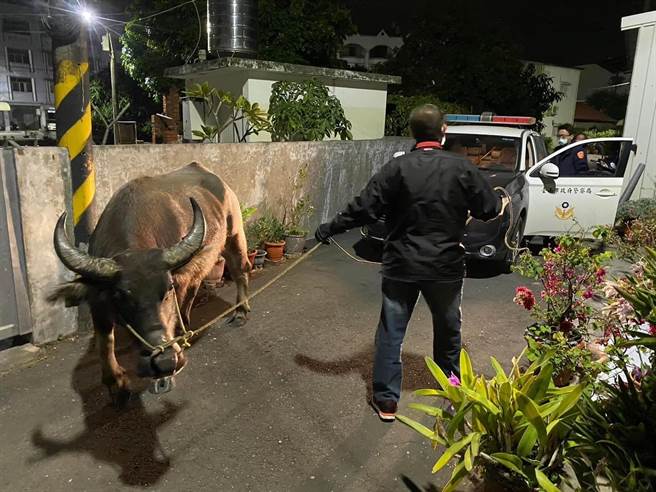 警方牵回流浪街头的大水牛。（读者提供／程炳璋台南传真）