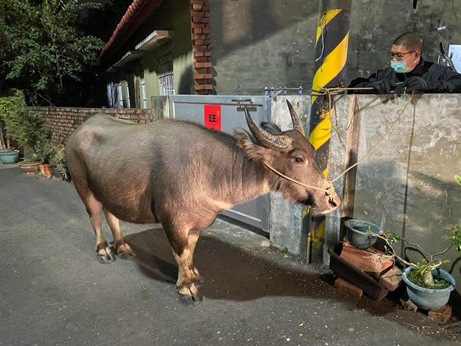 大水牛出现在安南区街头，民眾报警围捕。（读者提供／程炳璋台南传真）