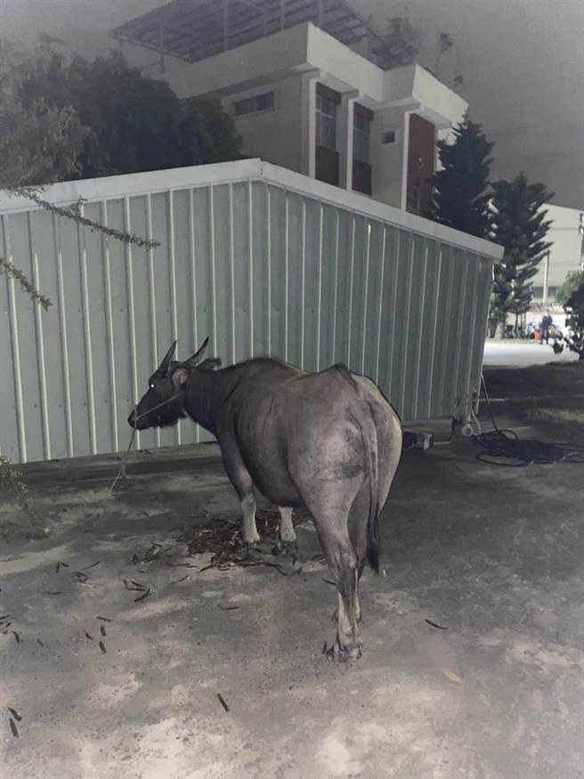 警方将大水牛牵回派出所，并找饲料喂养。（读者提供／程炳璋台南传真）