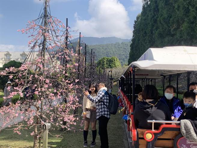 九族文化村枝垂樱主要栽种在欧式花园，花况已有七成，情侣开心合影。（业者提供／杨静茹南投传真）