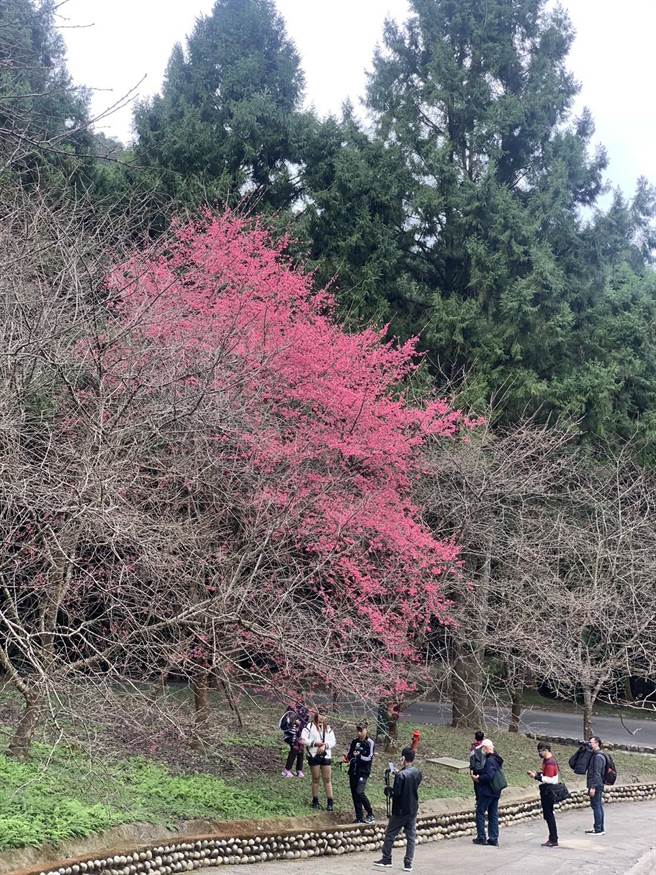 南投县鱼池乡九族文化的少数山樱开了九成、已接近满开，让游客惊艷。（业者提供／杨静茹南投传真）