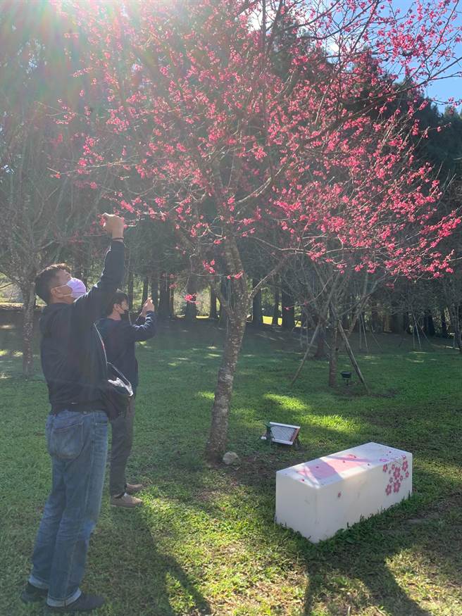 九族文化的少数山樱盛开，不过园区主力八重樱、重办寒绯樱仅含苞。（业者提供／杨静茹南投传真）