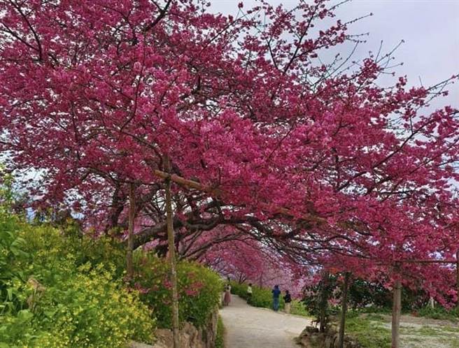水里乡阿本农场樱花盛开，与油菜花相互辉映，美不胜收。（民眾提供／杨静茹南投传真）