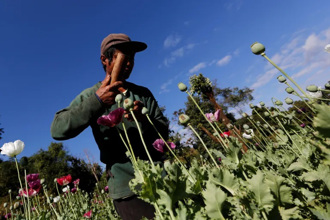 軍事政變又通貨膨脹 緬甸栽種鴉片面積大幅增加
