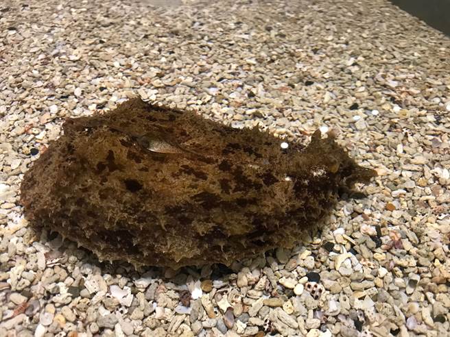 屏东海生馆喜迎兔年，邀请大家一起看「海兔」，有别陆地兔宝宝白白嫩嫩的样子，实为软体动物海蛞蝓的「海兔」拥有很多不同的模样。（谢佳潾摄）