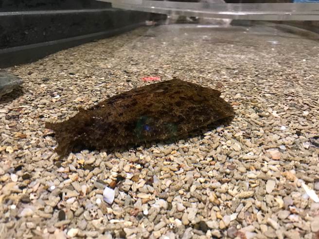 屏东海生馆喜迎兔年，邀请大家一起看「海兔」，有别陆地兔宝宝白白嫩嫩的样子，实为软体动物海蛞蝓的「海兔」拥有很多不同的模样。（谢佳潾摄）