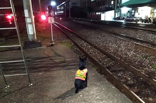 有旅客分享台鐵花蓮站一隻黑狗的執勤照，引起萬人按讚。（圖／翻攝臉書爆廢公社）