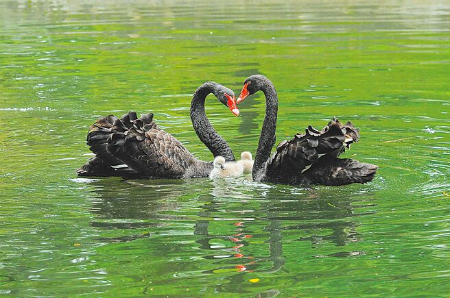 台北宾馆内的黑天鹅家族三代同堂，目前园区内有14只黑天鹅。（廖宗耀提供）