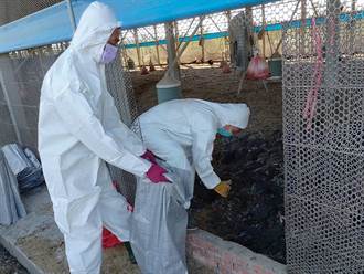 鹽埔土雞場爆屏東首例禽流感 撲殺逾1.9萬隻黑羽土雞