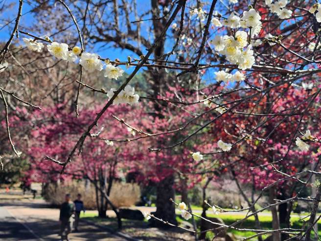 三色梅花与早生樱花同框入镜，交织成一幅美丽又罕见的景致。（武陵农场提供／陈淑娥台中传真）