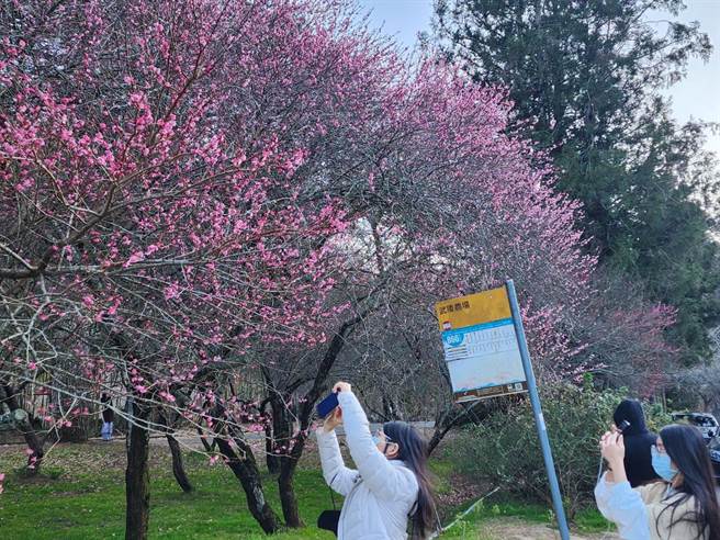 受寒流影响，武陵农场3000棵梅花大爆发。（武陵农场提供／陈淑娥台中传真）