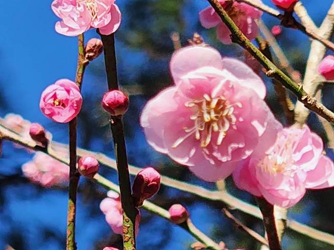 受寒流影响，武陵农场3000棵梅花大爆发。（武陵农场提供／陈淑娥台中传真）