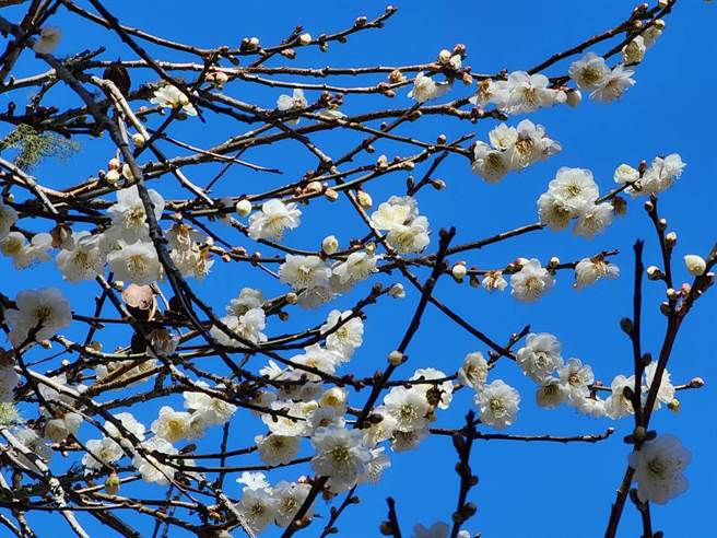 受寒流影响，武陵农场3000棵梅花大爆发。（武陵农场提供／陈淑娥台中传真）