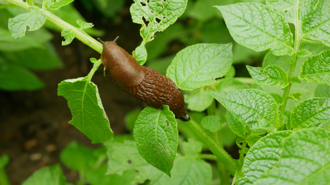 火锅菜盘惊见大蛞蝓，引起网友讨论。（图／shutterstock）