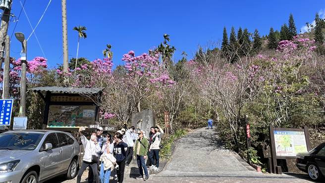 春节连假快结束，台南梅岭风景区上山的车潮依然络绎不绝，有的是去爬山健行，有的则专门去赏花。（张毓翎摄）