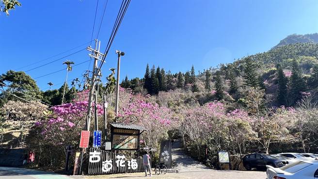 梅岭古道的洋红风铃木、紫牡丹、杜鹃花接棒，正相继开花。（张毓翎摄）