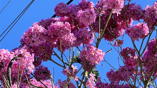 其中沿途数十棵洋红风铃木，可能今年乾旱因素，近来爆开满满粉色花朵。（张毓翎摄）