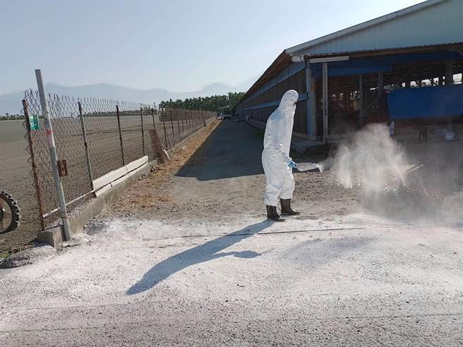 屏东县盐埔乡1处土鸡场传出禽流感，县府确认该鸡场感染H5N1亚型高病原禽流感病毒，共计扑杀1万9677只黑羽土鸡。（屏县府提供／谢佳潾屏东传真）