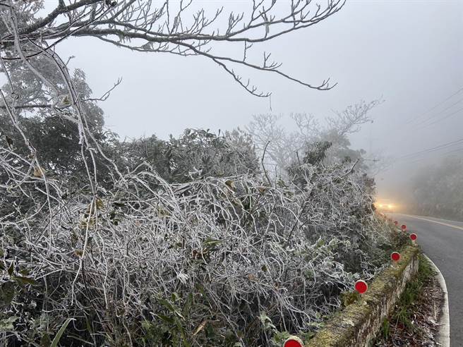 新竹縣尖石宇老地區，樹枝水氣結成霧淞，吸引民眾上山追美景。（民眾提供／邱立雅竹縣傳真）