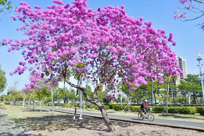 高雄市中正路、和平路、高楠公路、水管路､翠亨南北路的自行车道都种有红花风铃木。（高市工务局提供／杨舒婷高雄传真）
