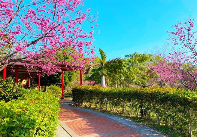 新竹县政府盘点全县6处免费赏樱秘境，让民眾顺道还可来个小旅行。（新竹县府提供／邱立雅竹县传真）