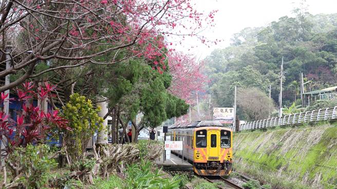 台铁内湾支线从横山车站、九讚头车站，一直到合兴车站，沿线都有种植樱花。（新竹县府提供／邱立雅竹县传真）