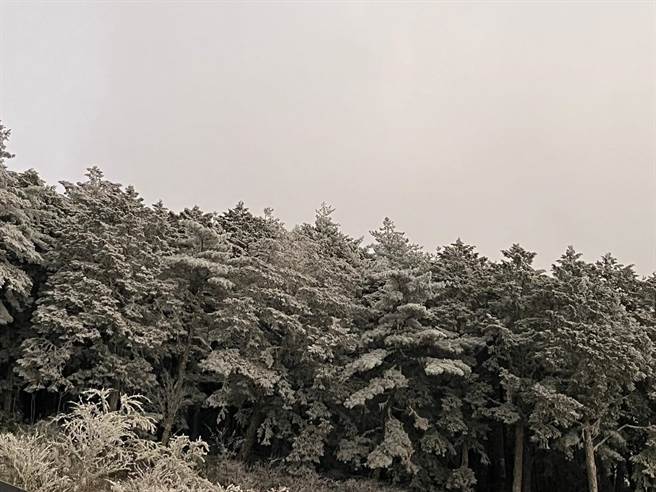 南横向阳山区今天清晨降冰霰，成了一片银白世界。（民眾提供）