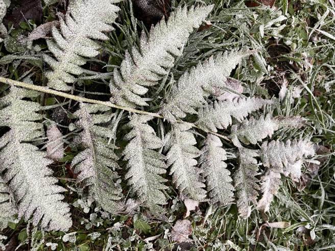 南横向阳山区今天清晨降冰霰，成了一片银白世界。（民眾提供）