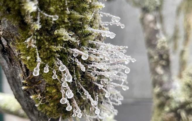 南横向阳山区今天清晨降冰霰，成了一片银白世界。（民眾提供）