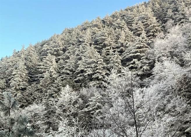 南横向阳山区今天清晨降冰霰，成了一片银白世界。（民眾提供）