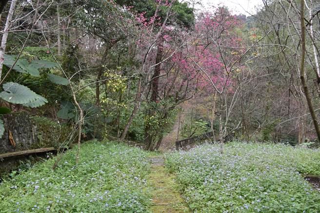 苗栗县南庄乡狮头山劝化堂周边樱花陆续绽放。（谢明俊摄）