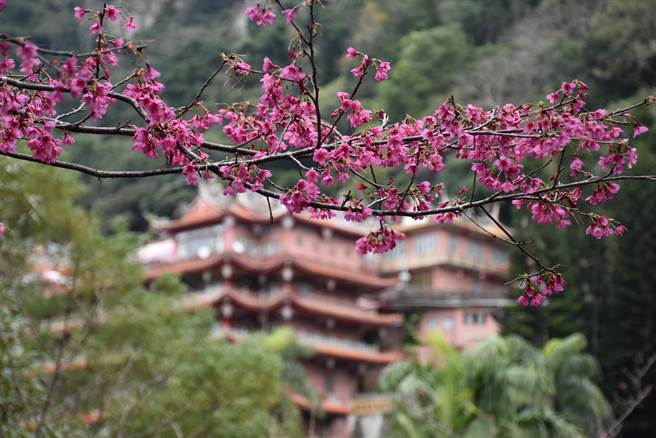 苗栗县南庄乡狮头山劝化堂周边樱花陆续绽放。（谢明俊摄）