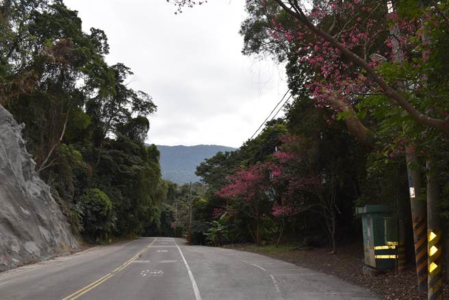 通往苗栗县南庄乡狮头山劝化堂的狮山道沿线樱花陆续绽放。（谢明俊摄）