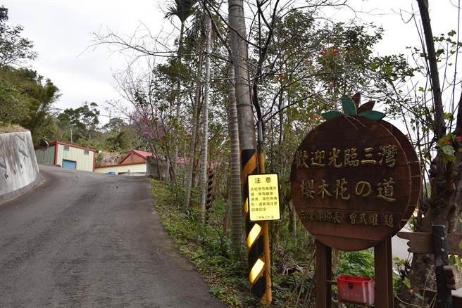 三湾乡北埔村的樱木花之道是另一个赏樱秘境。（谢明俊摄）