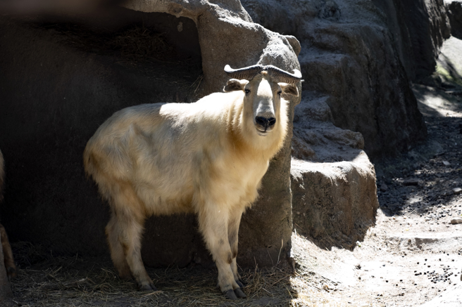 大陆一名男子在山上发现一只受伤野牛，经专家鑑定后才知是国宝级动物「羚牛」。(图/达志影像)