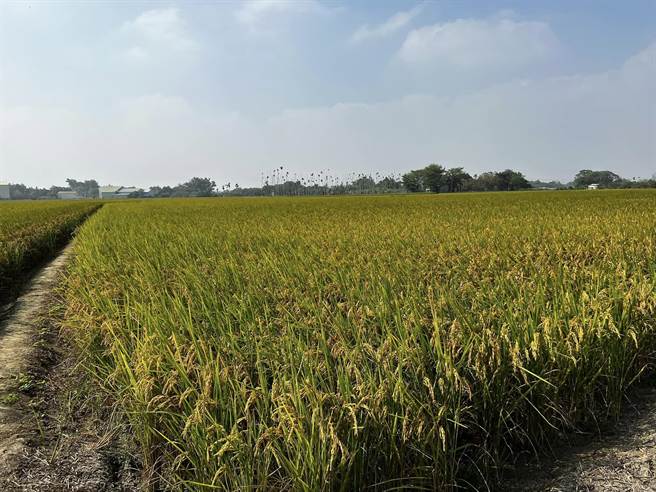 中央研拟用嘉义市资源中心回收水灌溉农田。（嘉义市水资源中心提供／廖素慧嘉市传真）