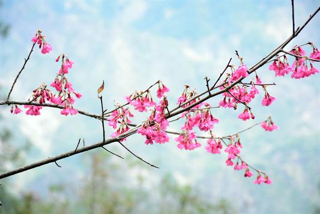 寒流加速雾台樱花盛开，点缀山径、粉得非常浪漫。（林和生摄）