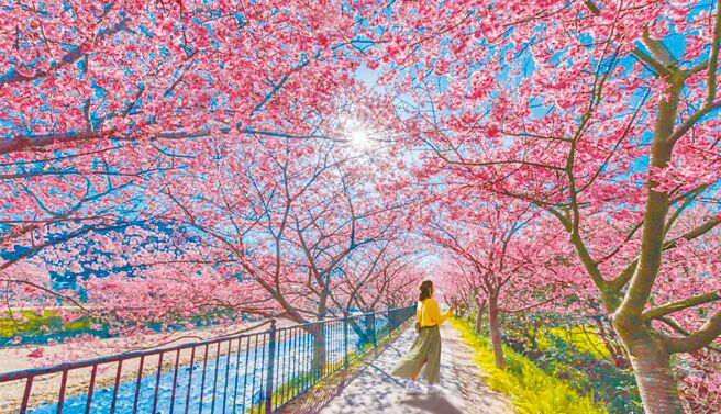 日本3、4月將進入櫻花季，不少台灣旅客也想趕快衝一波，但今年住宿難以撿便宜。（KKday提供／陳祐誠傳真）