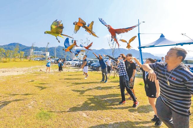 大溪鸟友社团经常在中庄调整池管理中心停车场旁空地放飞鹦鹉，当地鸟友强调，为保护鸟类与行人安全，他们都会挑选较无人车时段放飞，避免对散步民眾造成影响。（民眾提供／蔡明亘桃园传真）