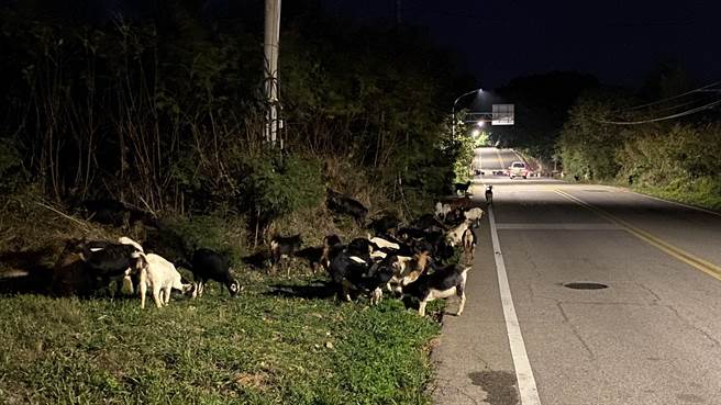 金门金湖镇公园路段昨晚出现一大群羊只外出觅食占据道路，与车争道险象环生。(于家麒摄)
