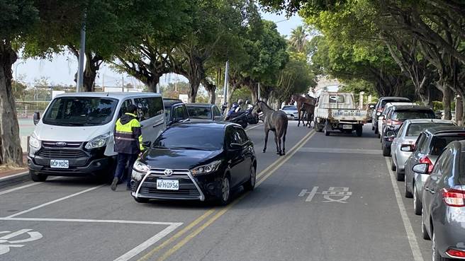 日前也有有马儿坐实「马路」之名上街与车争道，车辆经过若未及时发现减速，恐酿灾祸。(于家麒摄)