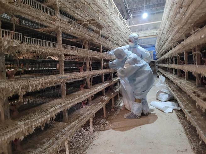 27日確診為新型H5N1亞型高病原性禽流感病毒，28日漏夜撲殺消毒，共計撲殺 10萬3125隻鵪鶉。(彰化縣政府提供／吳建輝彰化傳真)