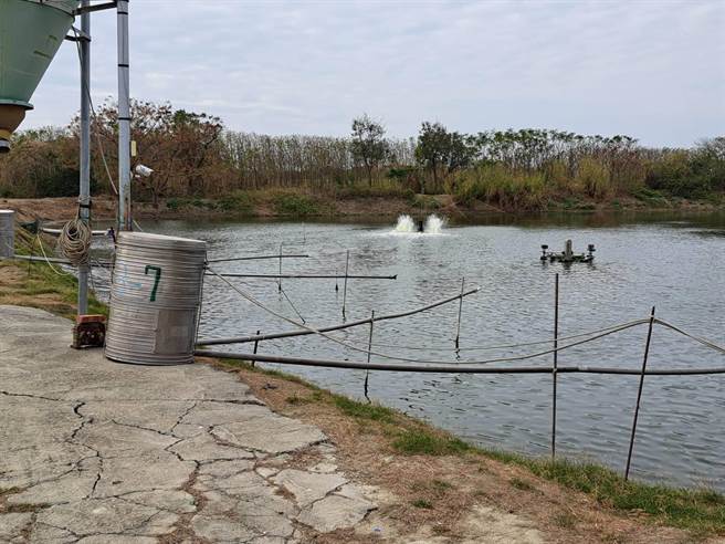 南臺灣低溫籠罩，幸白天日照回溫，養殖業未傳出寒害。（養殖業者提供／程炳璋台南傳真）